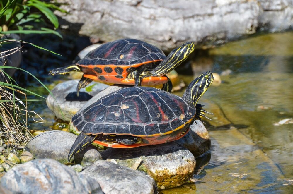 terrarium dla żółwia wodno lądowego